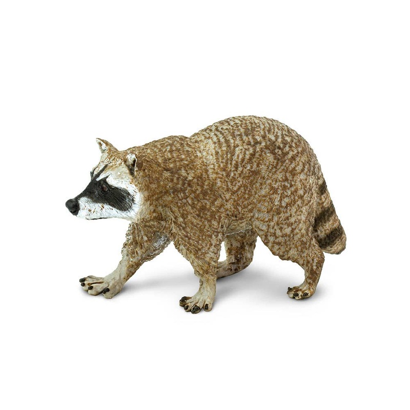 Raccoon – 223029