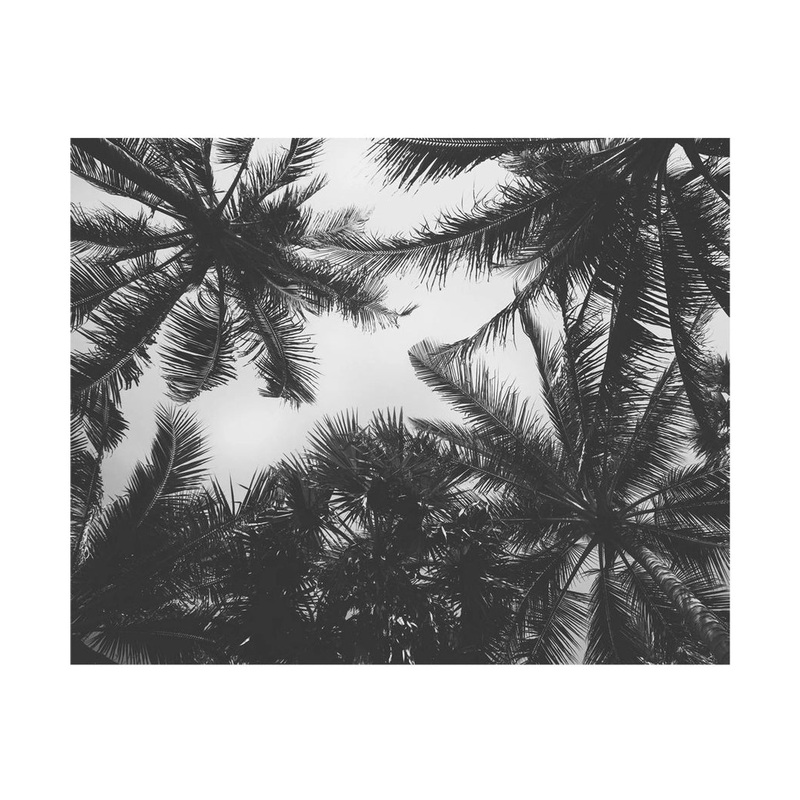 Palm Tree Photograph Wall Art