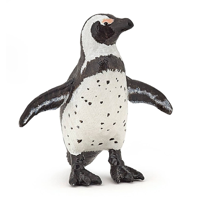 African Penguin