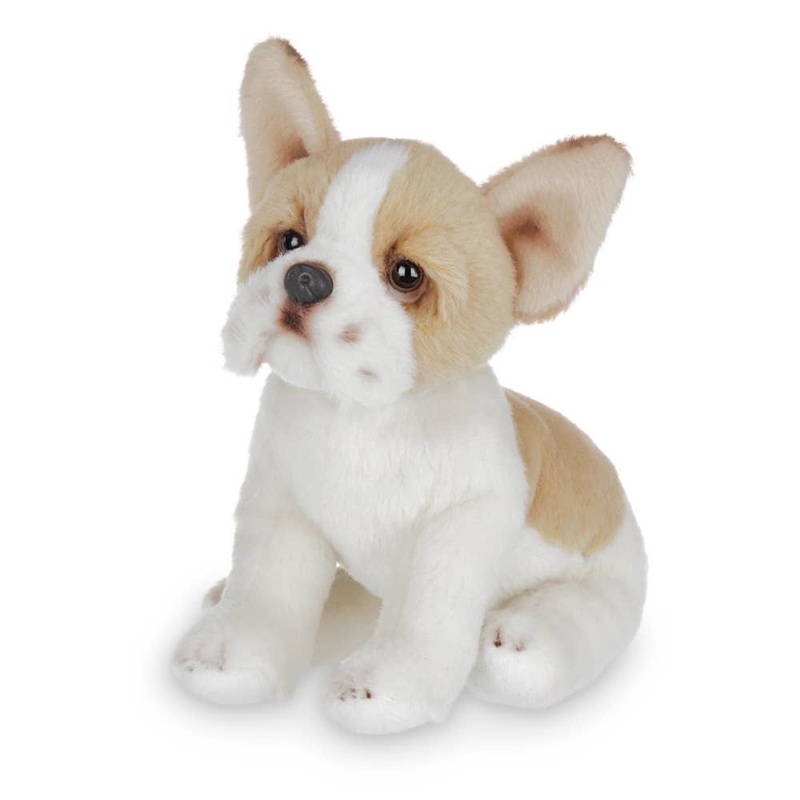 Lil’ Frenchie the French Bulldog