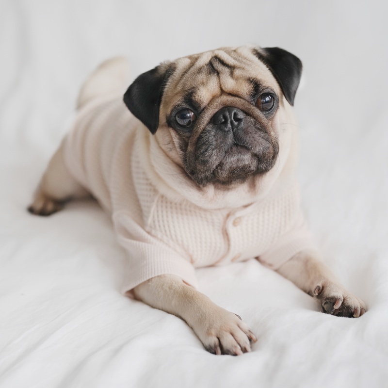 WAFFLE//DOG CLOTHING//APPAREL: Cream / L